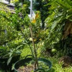 058 Citrus hystrix – Kaffir Lime (มะกรูด) 4 Citrus hystrix-2
