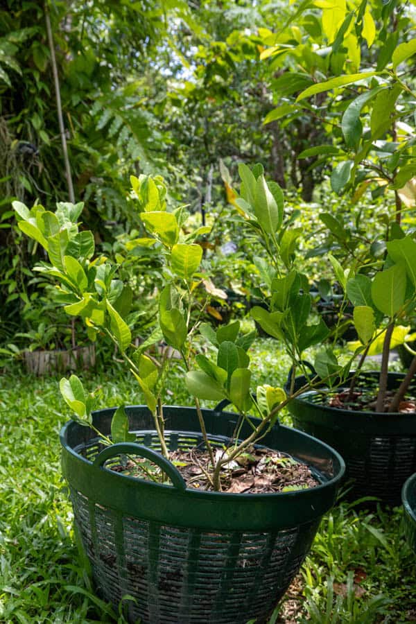 Thai Medicinal Herb Garden Plant Index | Kamala Beach Estate 45 Discover Citrus hystrix (Kaffir Lime), a Thai medicinal and culinary tree valued for its aromatic leaves and cleansing, digestive properties.
