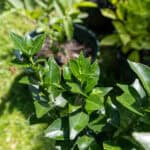 058 Citrus hystrix – Kaffir Lime (มะกรูด) 3 Citrus hystrix-3