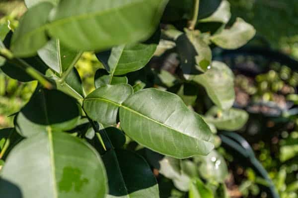 Thai Medicinal Herb Garden Plant Index | Kamala Beach Estate 84 Citrus hystrix – Kaffir Lime (มะกรูด), Thai medicinal tree with glossy leaves and aromatic citrus scent used in food and herbal medicine.