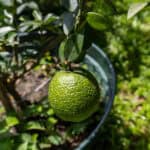 058 Citrus hystrix – Kaffir Lime (มะกรูด) 2 Citrus hystrix – Kaffir Lime (มะกรูด), Thai aromatic tree with glossy leaves and rough green fruit.