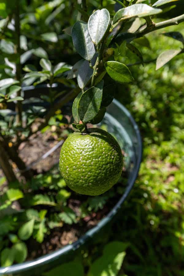 Thai Medicinal Herb Garden Plant Index | Kamala Beach Estate 58 Citrus hystrix – Kaffir Lime (มะกรูด), Thai aromatic tree with glossy leaves and rough green fruit.