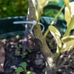 095 Citrus hystrix ‘Variegata’ – Variegated Kaffir Lime (มะกรูดด่าง) 3 Citrus hystrix ‘Variegata’