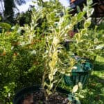 095 Citrus hystrix ‘Variegata’ – Variegated Kaffir Lime (มะกรูดด่าง) 2 Citrus hystrix ‘Variegata’-2
