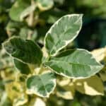 095 Citrus hystrix ‘Variegata’ – Variegated Kaffir Lime (มะกรูดด่าง) 1 Citrus hystrix ‘Variegata’ – Variegated Kaffir Lime (มะกรูดด่าง), Thai medicinal citrus plant with green and cream leaves.
