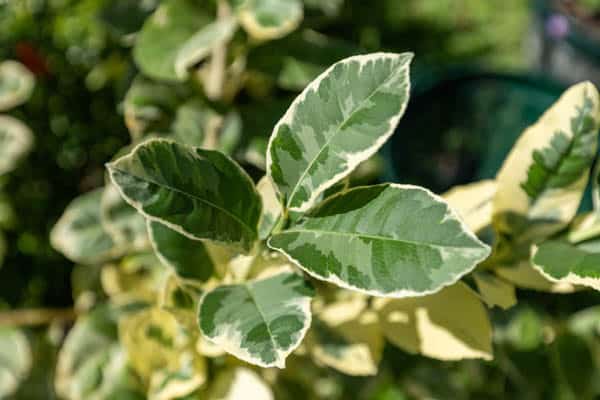 Thai Medicinal Herb Garden Plant Index | Kamala Beach Estate 91 Citrus hystrix ‘Variegata’ – Variegated Kaffir Lime (มะกรูดด่าง), Thai medicinal citrus plant with green and cream leaves.