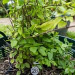 028 Clerodendrum inerme – Glory Bower 3 Clerodendrum inerme