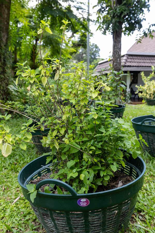 Thai Medicinal Herb Garden Plant Index | Kamala Beach Estate 28 Clerodendrum inerme – Glory Bower (เถาวัลย์เปรียง), Thai medicinal shrub with opposite green leaves and woody stems used in herbal pain remedies.