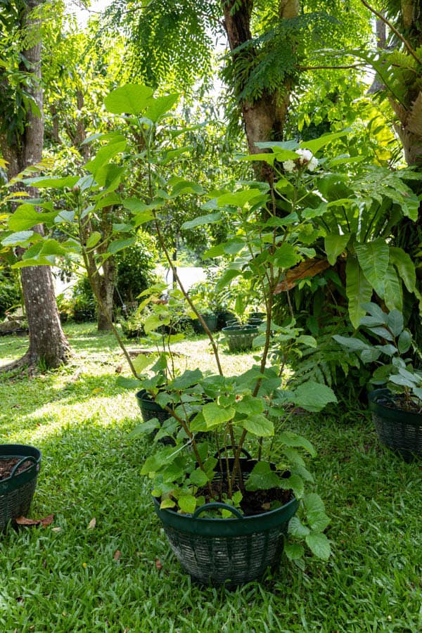 Thai Medicinal Herb Garden Plant Index | Kamala Beach Estate 40 Clerodendrum philippinum – Hill Glory Bower (พุดตาน), Thai medicinal shrub with heart-shaped leaves and fragrant white clustered flowers.
