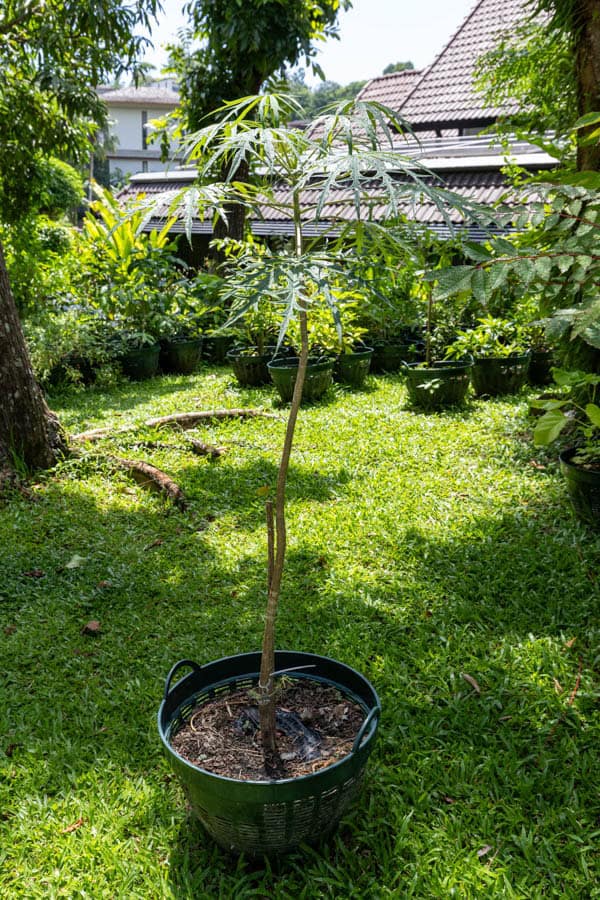 Thai Medicinal Herb Garden Plant Index | Kamala Beach Estate 42 Cnidoscolus aconitifolius – Chaya (Tree Spinach), Thai medicinal leafy shrub with deeply lobed star-shaped leaves.