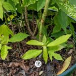 016 Cnidoscolus aconitifolius – Chaya (Tree Spinach) 3 Cnidoscolus aconitifolius