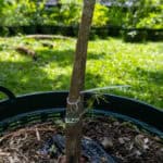 042 Cnidoscolus aconitifolius – Chaya (Tree Spinach) 2 Cnidoscolus aconitifolius-2