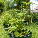 016 Cnidoscolus aconitifolius – Chaya (Tree Spinach) 2 Cnidoscolus aconitifolius – Chaya (ผักชายา), leafy Thai medicinal shrub with deeply lobed green leaves.