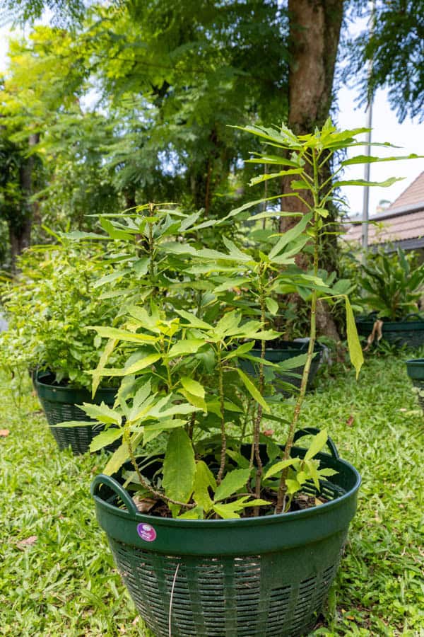 Thai Medicinal Herb Garden Plant Index | Kamala Beach Estate 16 Cnidoscolus aconitifolius – Chaya (ผักชายา), leafy Thai medicinal shrub with deeply lobed green leaves.
