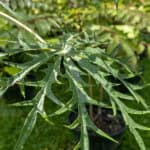 042 Cnidoscolus aconitifolius – Chaya (Tree Spinach) 1 Cnidoscolus aconitifolius-3