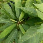 016 Cnidoscolus aconitifolius – Chaya (Tree Spinach) 1 Cnidoscolus aconitifolius-3