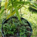 018 Dracaena angustifolia – Dwarf Dracaena 3 Dracaena angustifolia