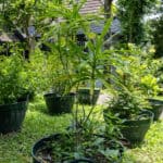 018 Dracaena angustifolia – Dwarf Dracaena 2 Dracaena angustifolia – Dwarf Dracaena (เสน่ห์จันทร์แดง), tropical Thai medicinal plant with narrow green leaves and upright stems.