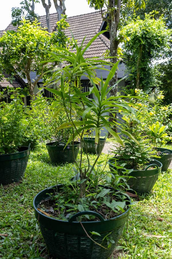 Thai Medicinal Herb Garden Plant Index | Kamala Beach Estate 18 Dracaena angustifolia – Dwarf Dracaena (เสน่ห์จันทร์แดง), tropical Thai medicinal plant with narrow green leaves and upright stems.