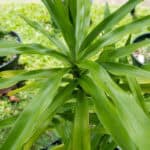 018 Dracaena angustifolia – Dwarf Dracaena 1 Dracaena angustifolia – Dwarf Dracaena (เสน่ห์จันทร์แดง), tropical Thai medicinal plant with narrow green leaves and upright stems.