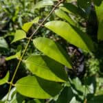 Garcinia atroviridis – Asam Gelugur (ส้มแขก), young Thai medicinal tree with glossy compound leaves and sour fruit used in traditional healing.