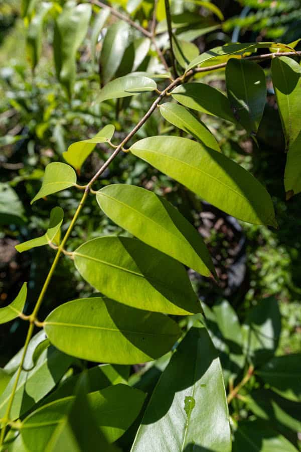 Thai Medicinal Herb Garden Plant Index | Kamala Beach Estate 86 Garcinia atroviridis – Asam Gelugur (ส้มแขก), young Thai medicinal tree with glossy compound leaves and sour fruit used in traditional healing.