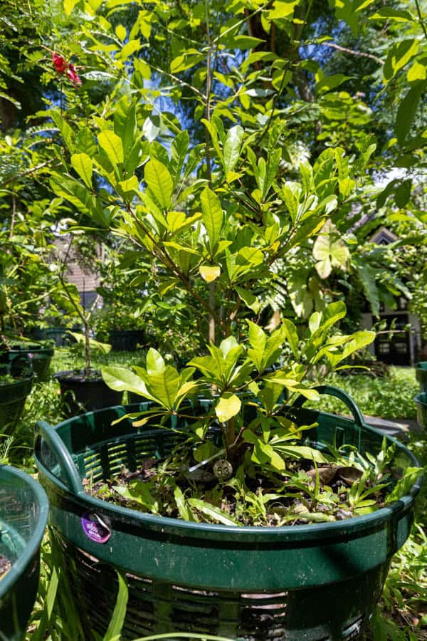 Thai Medicinal Herb Garden Plant Index | Kamala Beach Estate 53 Garcinia mangostana – Mangosteen (มังคุด), Thai medicinal fruit tree with thick glossy leaves and purple fruit.