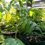 Garcinia mangostana – Mangosteen (มังคุด), young Thai medicinal tree with glossy green leaves and upright stem.