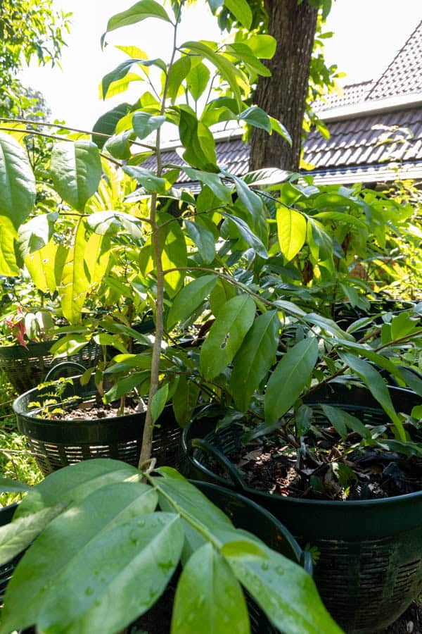 Thai Medicinal Herb Garden Plant Index | Kamala Beach Estate 74 Garcinia mangostana – Mangosteen (มังคุด), young Thai medicinal tree with glossy green leaves and upright stem.
