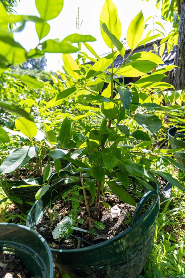 Thai Medicinal Herb Garden Plant Index | Kamala Beach Estate 85 Garcinia mangostana – Mangosteen (มังคุด), young Thai medicinal tree with glossy green leaves, cultivated for antioxidant-rich fruit.