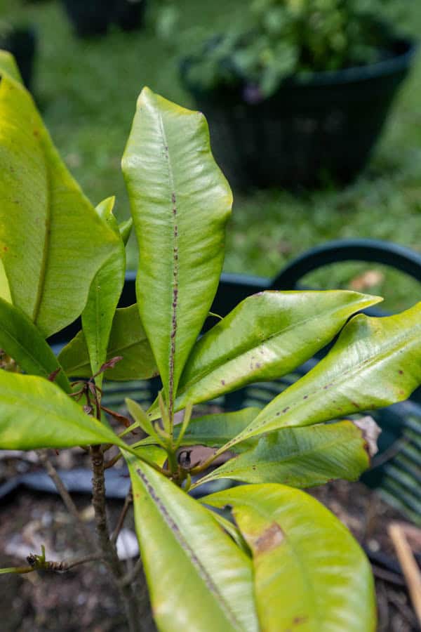 Thai Medicinal Herb Garden Plant Index | Kamala Beach Estate 27 Garcinia mangostana – Mangosteen (มังคุด), Thai tropical tree with glossy green leaves and thick bark, valued for its medicinal fruit rind.
