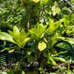 Garcinia mangostana