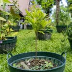 Garcinia mangostana – Mangosteen (มังคุด), Thai medicinal tree with glossy green leaves and young reddish shoots.