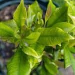 Garcinia mangostana_-3