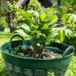 037 Gardenia jasminoides – Cape Jasmine 2 Gardenia jasminoides – Cape Jasmine (พุดซ้อน), Thai medicinal shrub with glossy green leaves and aromatic white flowers.