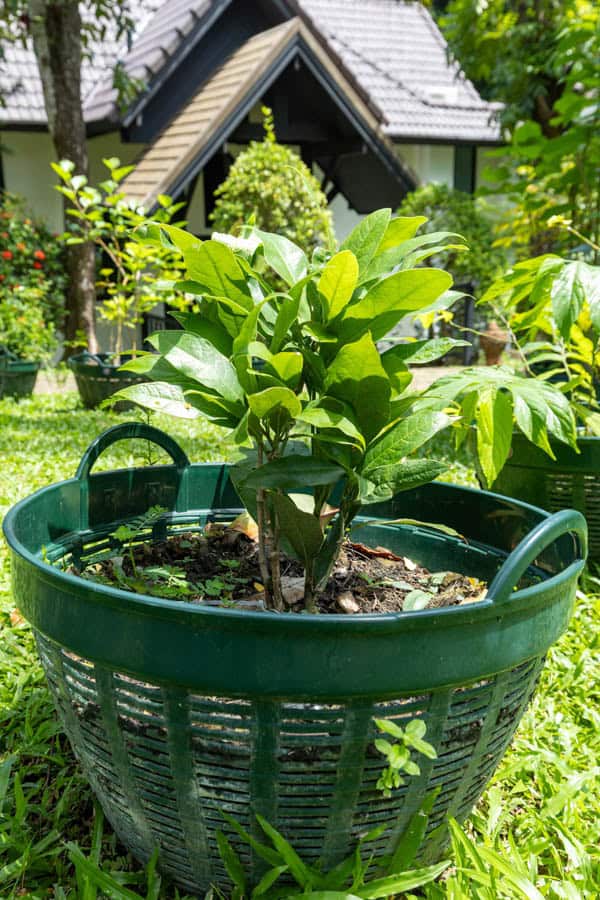 Thai Medicinal Herb Garden Plant Index | Kamala Beach Estate 37 Gardenia jasminoides – Cape Jasmine (พุดซ้อน), Thai medicinal shrub with glossy green leaves and aromatic white flowers.