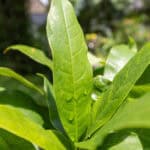 037 Gardenia jasminoides – Cape Jasmine 1 Gardenia jasminoides-3