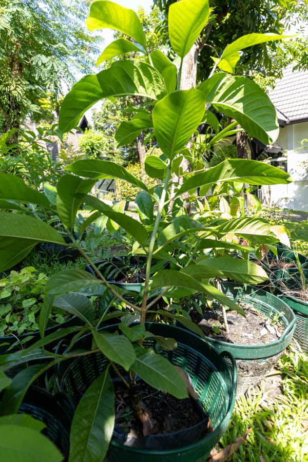 Thai Medicinal Herb Garden Plant Index | Kamala Beach Estate 81 Gardenia sootepensis – Golden Gardenia (พุดจีบเหลือง), Thai medicinal tree with glossy green leaves and fragrant yellow flowers.
