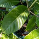 082 Gardenia sootepensis – Golden Gardenia (พุดจีบเหลือง) 1 Gardenia sootepensis-3