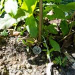 094 Gymnanthemum amygdalinum – Vernonia (หนาดงวงช้าง / Nad Nguang Chang) 3 Gymnanthemum amygdalinum