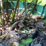 065 Gymnanthemum amygdalinum – Bitter Leaf (ผักขม / Phak Khom) 3 Gymnanthemum amygdalinum