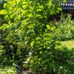 094 Gymnanthemum amygdalinum – Vernonia (หนาดงวงช้าง / Nad Nguang Chang) 2 Gymnanthemum amygdalinum – Vernonia (หนาดงวงช้าง), Thai medicinal shrub with serrated green leaves used for detox and blood cleansing.