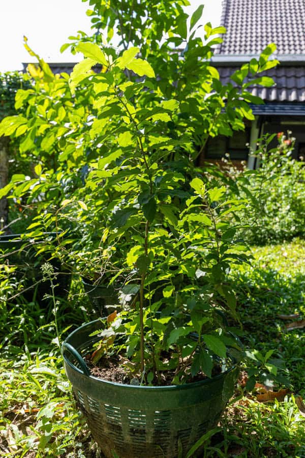 Thai Medicinal Herb Garden Plant Index | Kamala Beach Estate 90 Gymnanthemum amygdalinum – Vernonia (หนาดงวงช้าง), Thai medicinal shrub with serrated green leaves used for detox and blood cleansing.