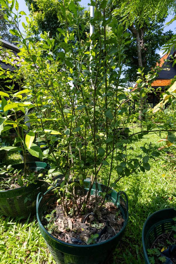 Thai Medicinal Herb Garden Plant Index | Kamala Beach Estate 64 Gymnanthemum amygdalinum – Bitter Leaf (ผักขม), Thai medicinal green shrub with serrated leaves and detoxifying properties.