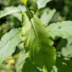 094 Gymnanthemum amygdalinum – Vernonia (หนาดงวงช้าง / Nad Nguang Chang) 1 Gymnanthemum amygdalinum-3