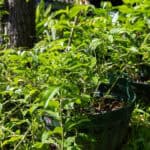 Gymnanthemum extensum – Bitter Leaf Tree (หนาดใหญ่หลวง), Thai medicinal plant with glossy green leaves used for diabetes and detox remedies.