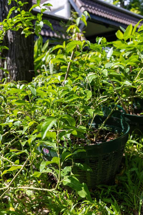 Thai Medicinal Herb Garden Plant Index | Kamala Beach Estate 88 Gymnanthemum extensum – Bitter Leaf Tree (หนาดใหญ่หลวง), Thai medicinal plant with glossy green leaves used for diabetes and detox remedies.