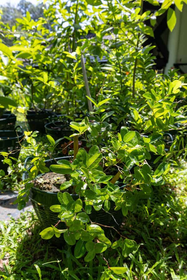 Thai Medicinal Herb Garden Plant Index | Kamala Beach Estate 51 Gymnema inodorum – Bitter Leaf (ผักเชียงดา), Thai medicinal climbing plant with smooth green leaves used to balance blood sugar.