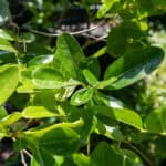051 Gymnema inodorum – Bitter Leaf (ผักเชียงดา) 1 Gymnema inodorum-3