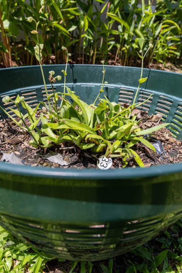 Thai Medicinal Herb Garden Plant Index | Kamala Beach Estate 33 Hedyotis corymbosa – Diamond Flower (หญ้าหนวดแมว), Thai medicinal ground herb with slender green leaves and tiny white blossoms.